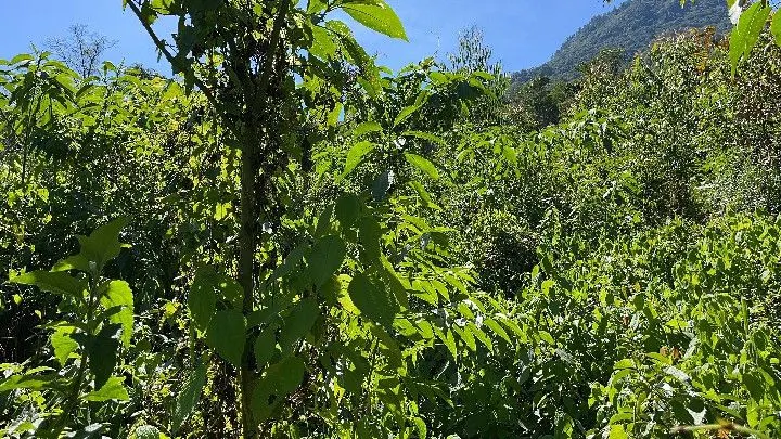 Sítio à venda de 19 ha em Riozinho, RS, Brasil
