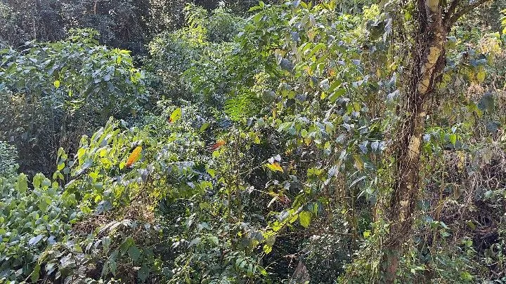 Sítio à venda de 19 ha em Riozinho, RS, Brasil