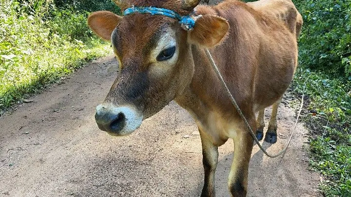 Sítio à venda de 19 ha em Riozinho, RS, Brasil