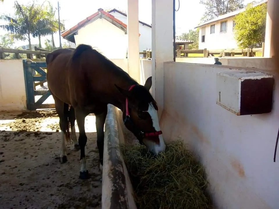 Country home for sale of 16 acres in Tatuí, SP, Brazil