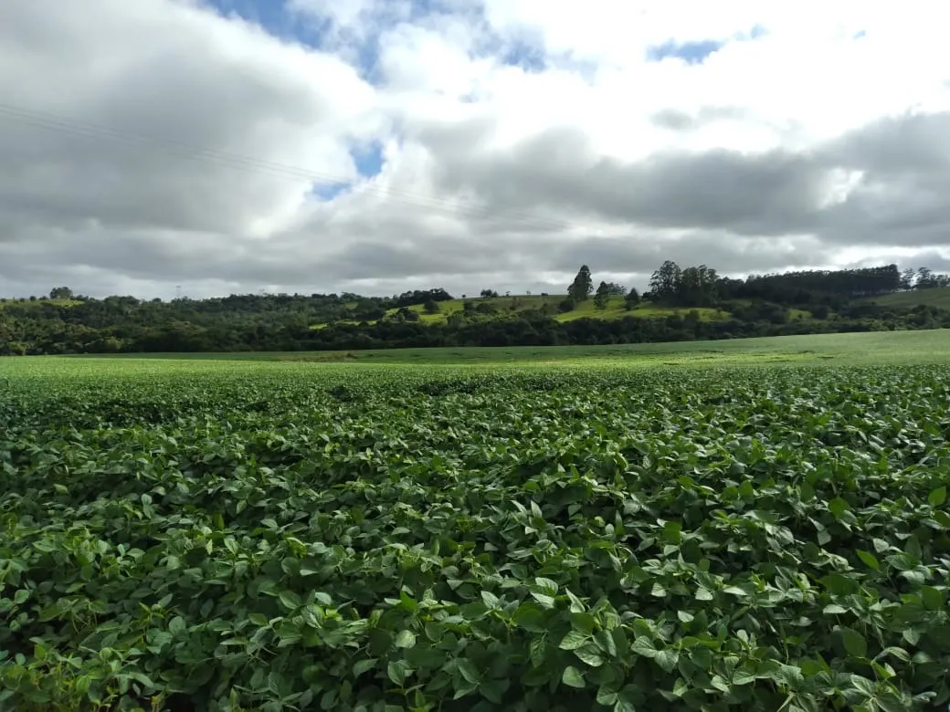 Fazenda à venda de 1.965 ha em Itapetininga, SP, Brasil