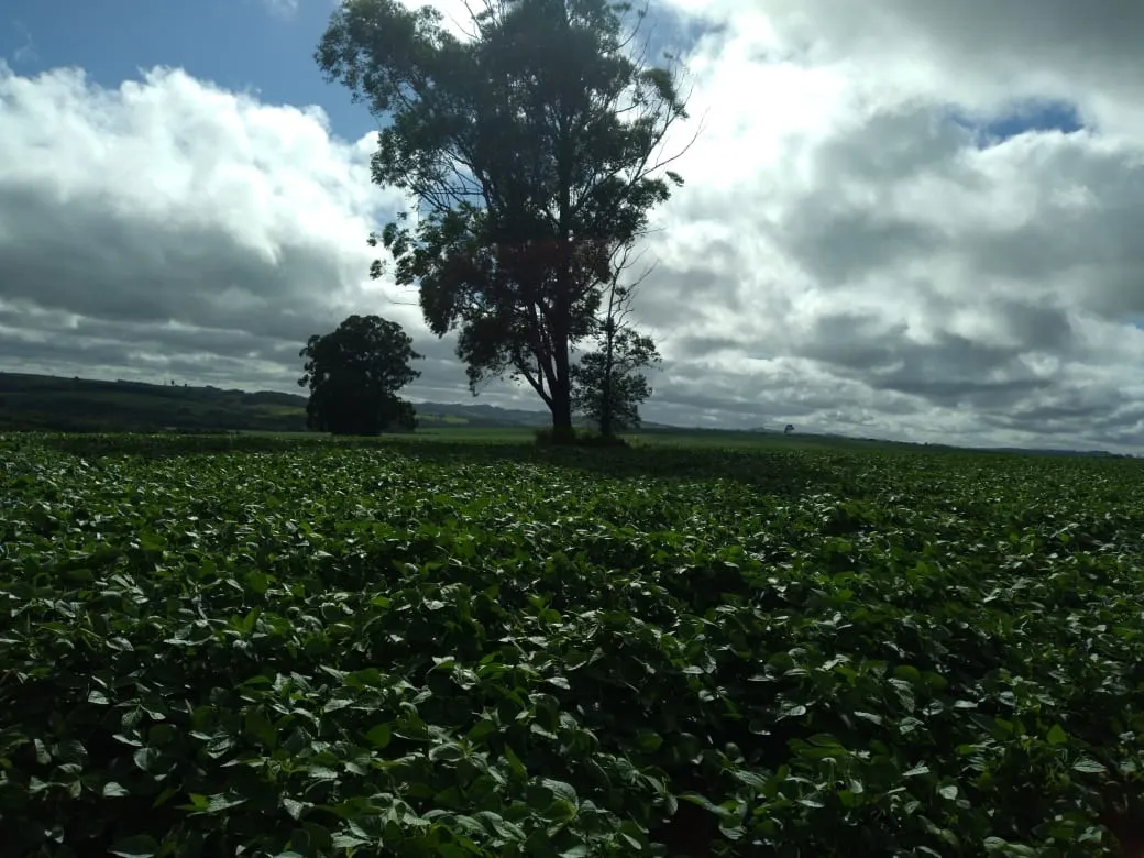 Farm for sale of 4,856 acres in Itapetininga, SP, Brazil