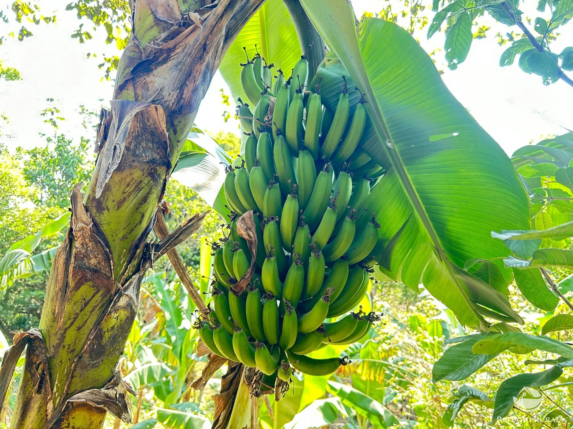 Chácara à venda de 2 ha em São José dos Campos, SP, Brasil