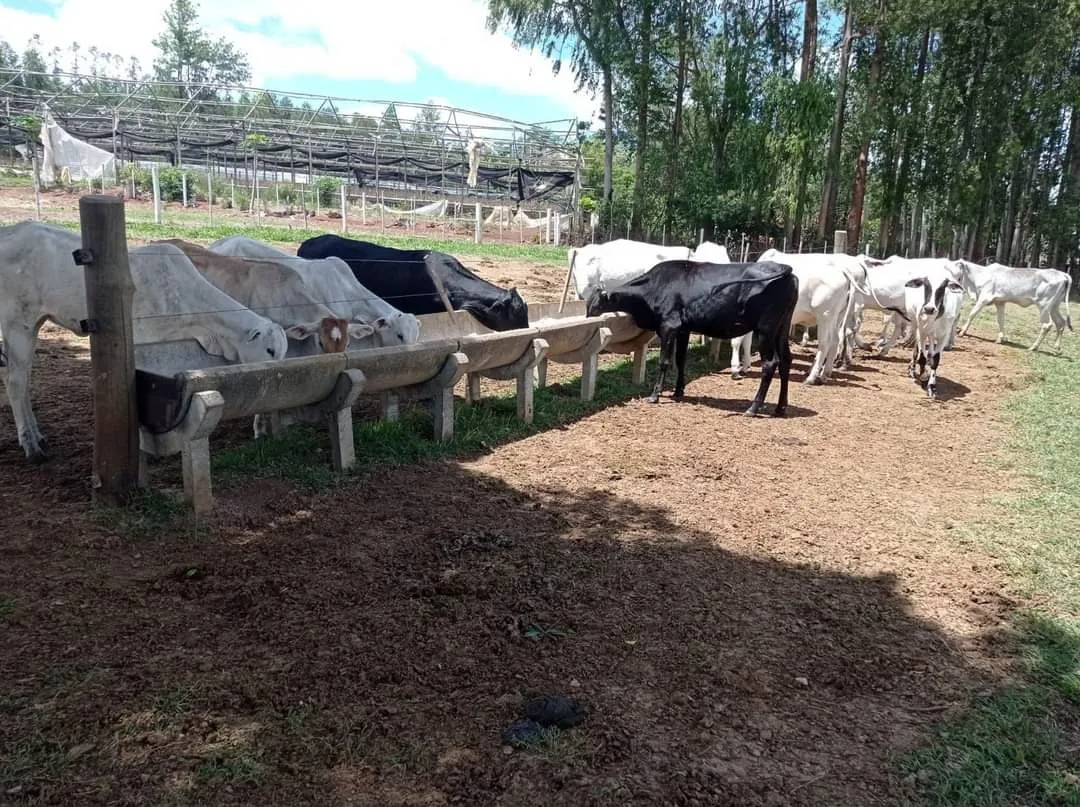 Farm for sale of 281 acres in Paranapanema, SP, Brazil