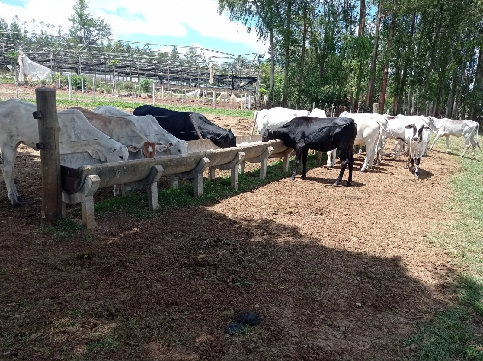 Farm for sale of 281 acres in Paranapanema, SP, Brazil