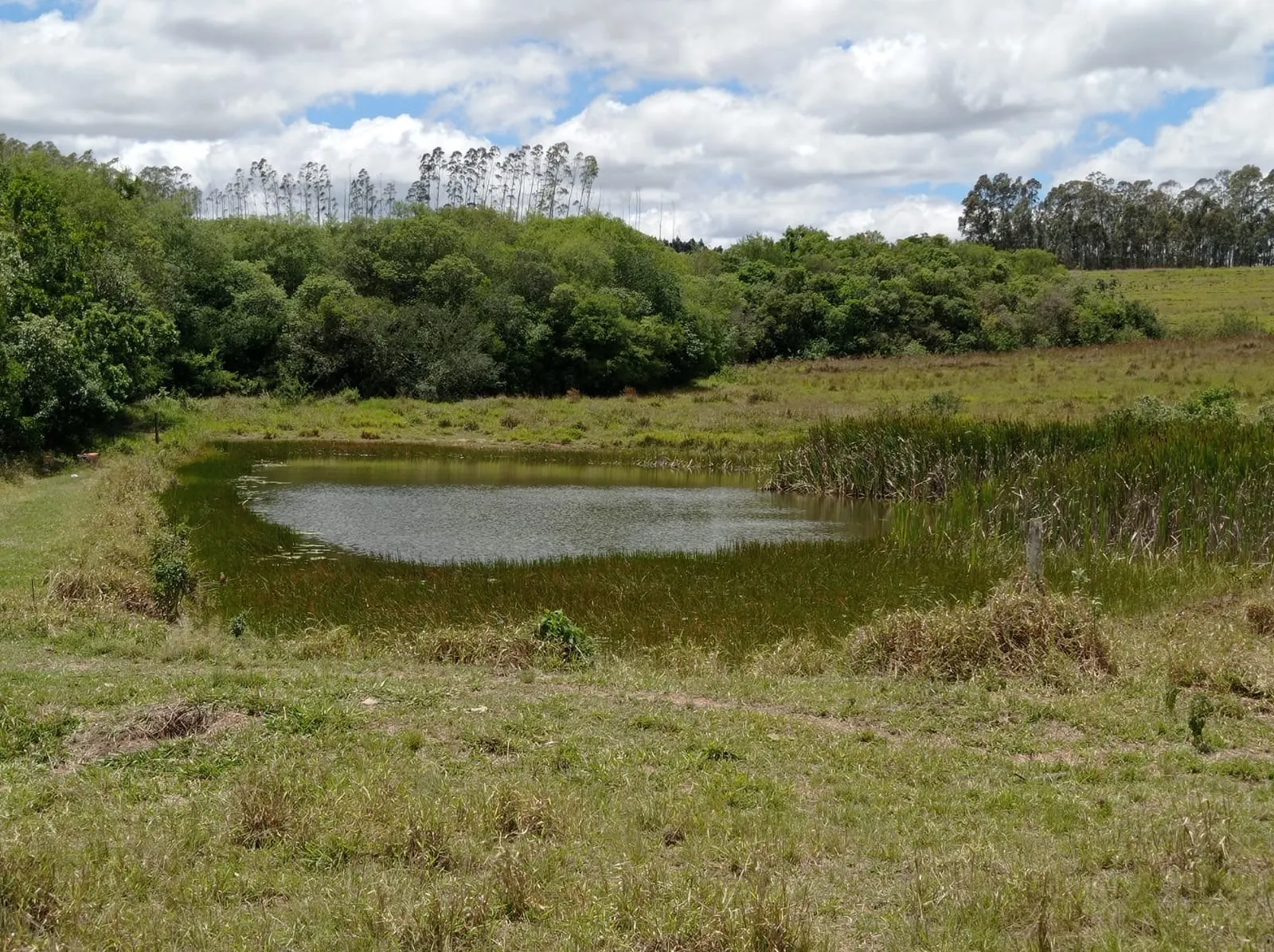 Farm for sale of 281 acres in Paranapanema, SP, Brazil