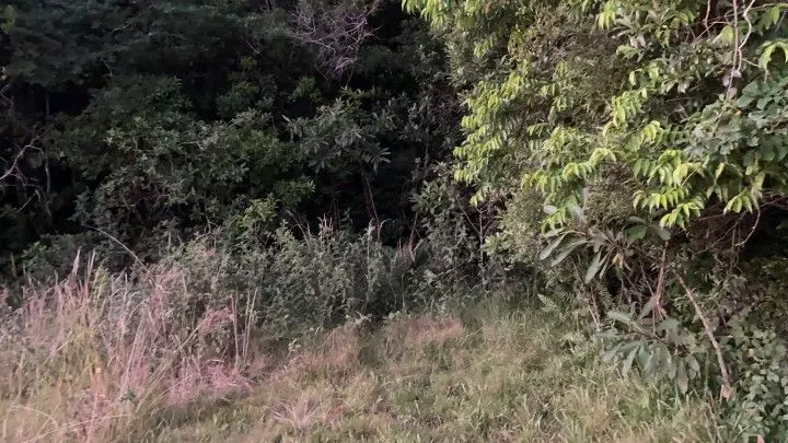 Chácara à venda de 6 ha em Riozinho, RS, Brasil