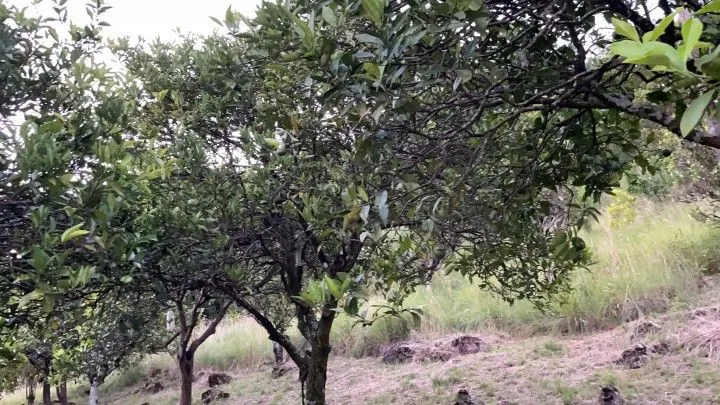 Chácara à venda de 6 ha em Riozinho, RS, Brasil
