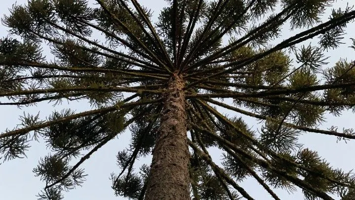 Chácara à venda de 6 ha em Riozinho, RS, Brasil
