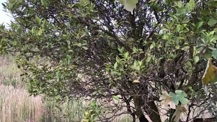 Chácara à venda de 6 ha em Riozinho, RS, Brasil