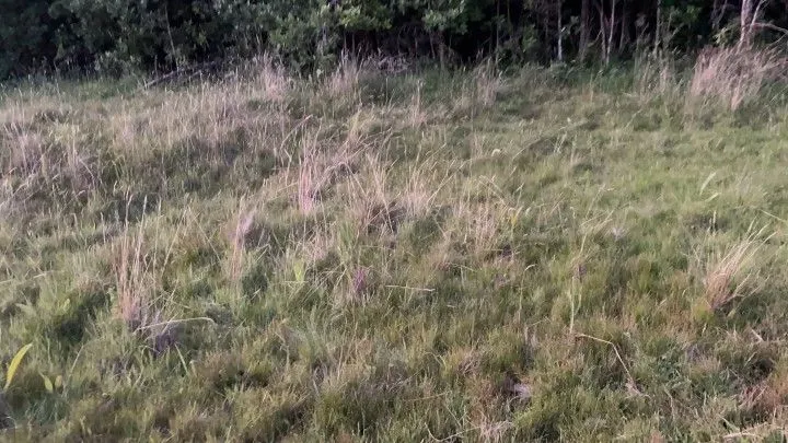 Chácara à venda de 6 ha em Riozinho, RS, Brasil