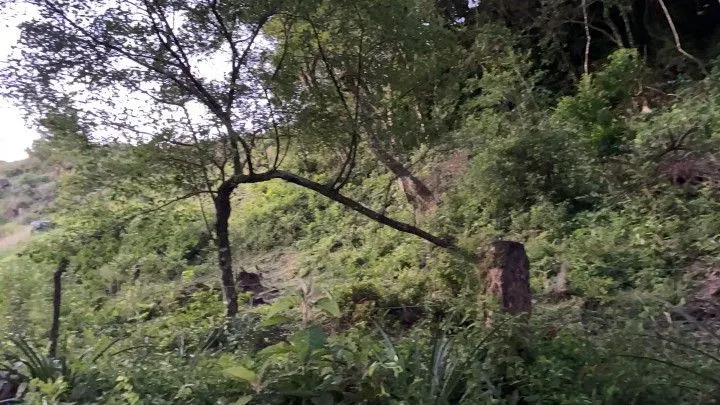 Chácara à venda de 6 ha em Riozinho, RS, Brasil