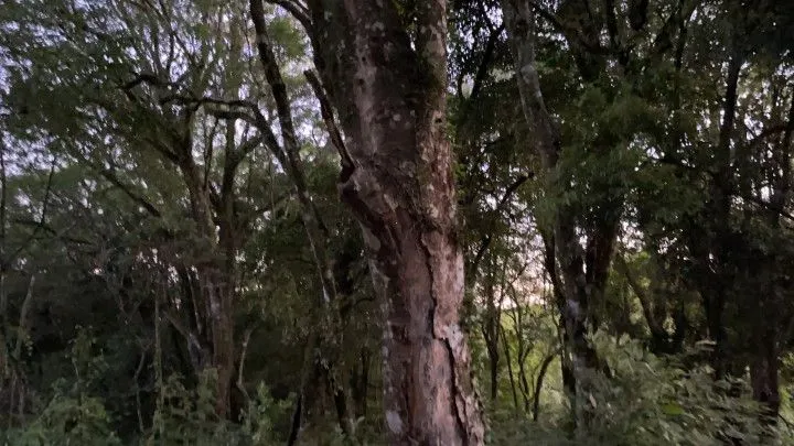 Chácara à venda de 6 ha em Riozinho, RS, Brasil