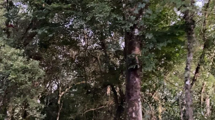 Chácara à venda de 6 ha em Riozinho, RS, Brasil