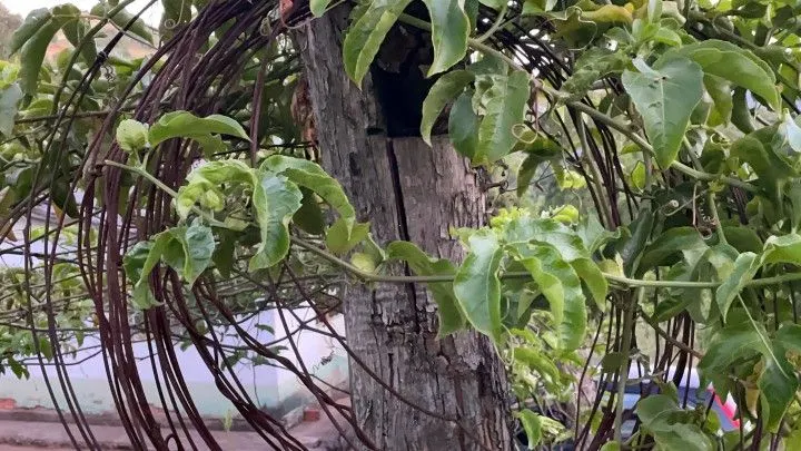 Chácara à venda de 6 ha em Riozinho, RS, Brasil