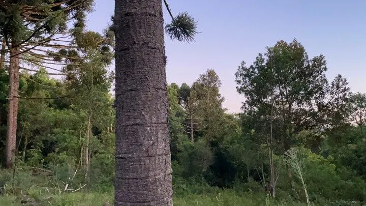 Chácara à venda de 6 ha em Riozinho, RS, Brasil