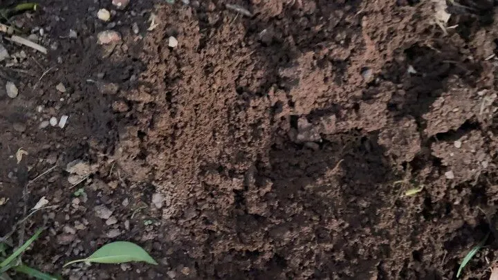 Chácara à venda de 6 ha em Riozinho, RS, Brasil