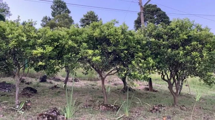 Chácara à venda de 6 ha em Riozinho, RS, Brasil