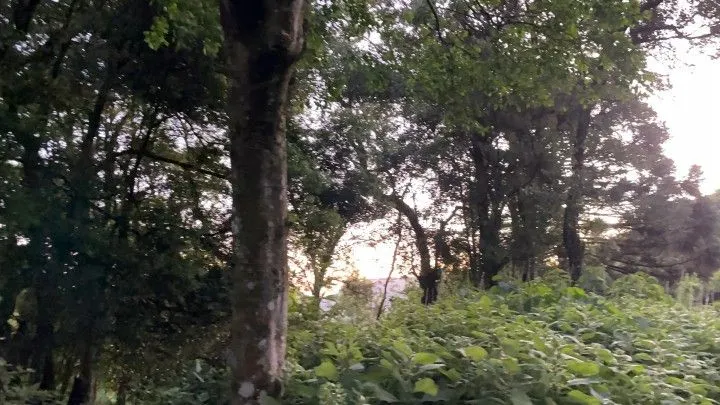 Chácara à venda de 6 ha em Riozinho, RS, Brasil