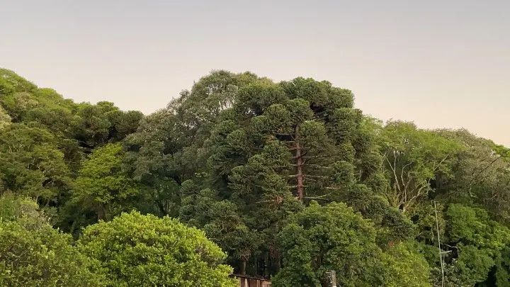 Chácara à venda de 6 ha em Riozinho, RS, Brasil