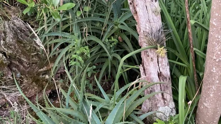 Chácara à venda de 6 ha em Riozinho, RS, Brasil