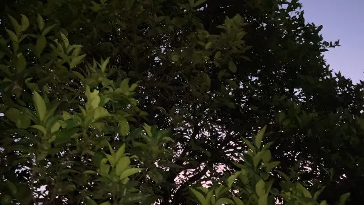 Chácara à venda de 6 ha em Riozinho, RS, Brasil