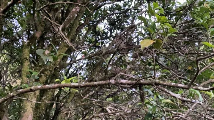 Chácara à venda de 6 ha em Riozinho, RS, Brasil