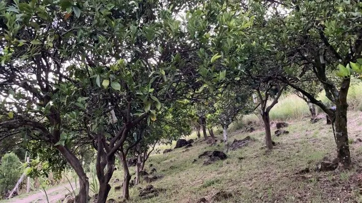 Chácara à venda de 6 ha em Riozinho, RS, Brasil