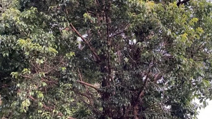 Chácara à venda de 6 ha em Riozinho, RS, Brasil