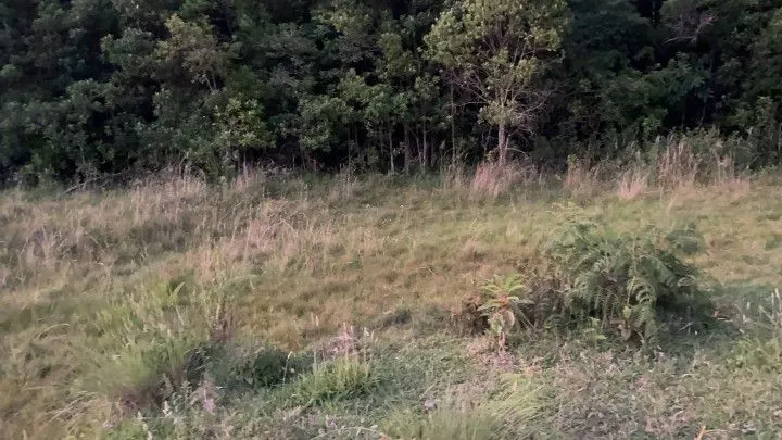 Chácara à venda de 6 ha em Riozinho, RS, Brasil