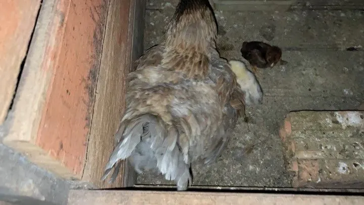 Chácara à venda de 6 ha em Riozinho, RS, Brasil
