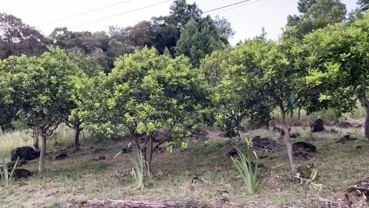Chácara à venda de 6 ha em Riozinho, RS, Brasil