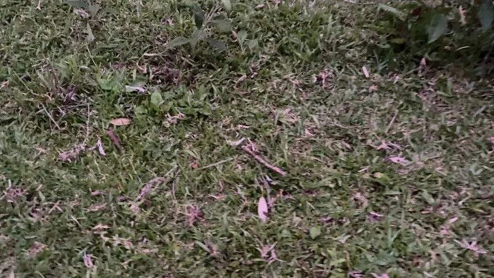 Chácara à venda de 6 ha em Riozinho, RS, Brasil