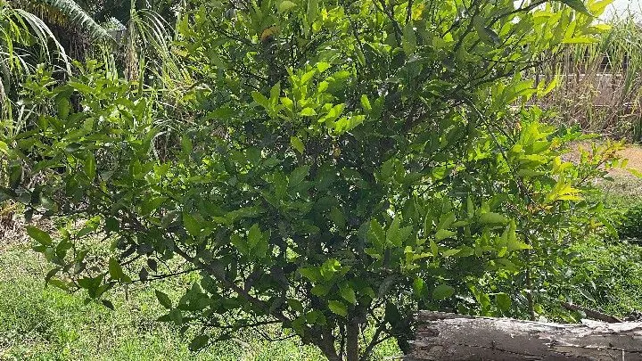 Chácara à venda de 1 ha em Santo Antônio da Patrulha, RS, Brasil