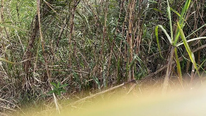 Chácara à venda de 1 ha em Santo Antônio da Patrulha, RS, Brasil