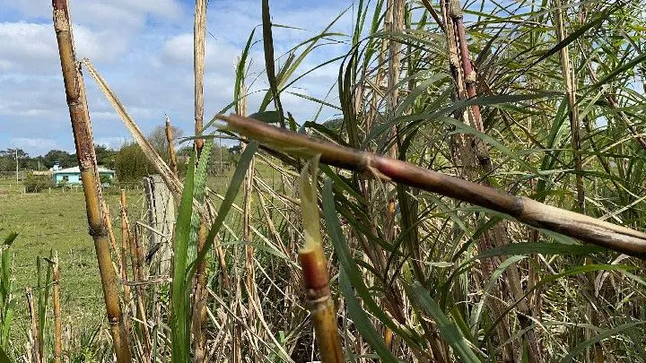 Chácara à venda de 1 ha em Santo Antônio da Patrulha, RS, Brasil