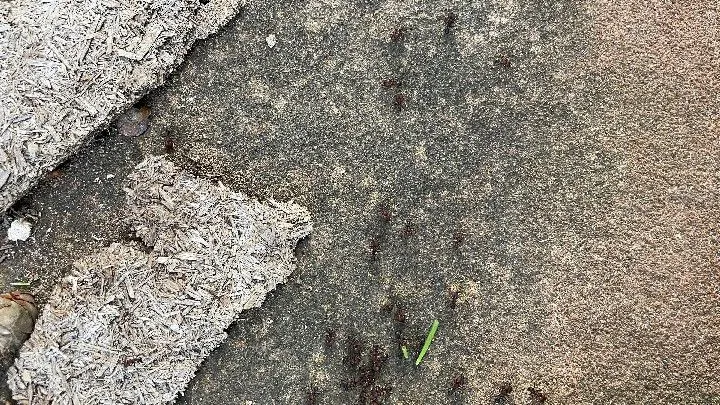 Chácara à venda de 1 ha em Santo Antônio da Patrulha, RS, Brasil