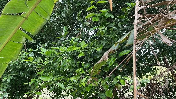 Chácara à venda de 1 ha em Santo Antônio da Patrulha, RS, Brasil