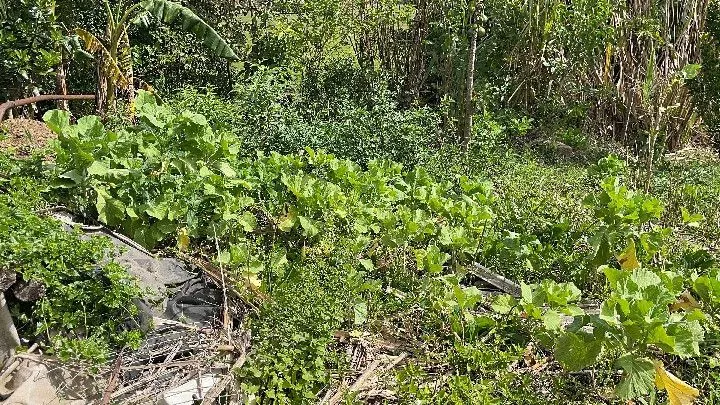 Chácara à venda de 1 ha em Santo Antônio da Patrulha, RS, Brasil