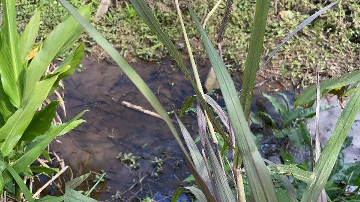 Chácara à venda de 1 ha em Santo Antônio da Patrulha, RS, Brasil