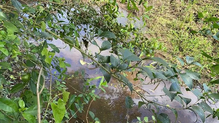 Chácara à venda de 1 ha em Santo Antônio da Patrulha, RS, Brasil