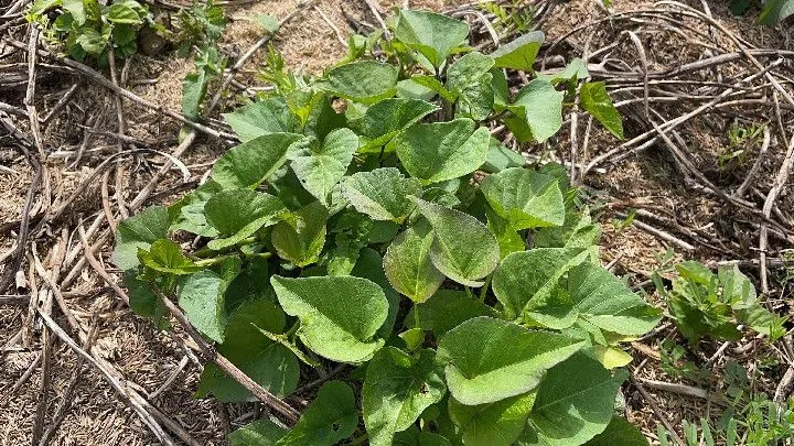 Chácara à venda de 1 ha em Santo Antônio da Patrulha, RS, Brasil