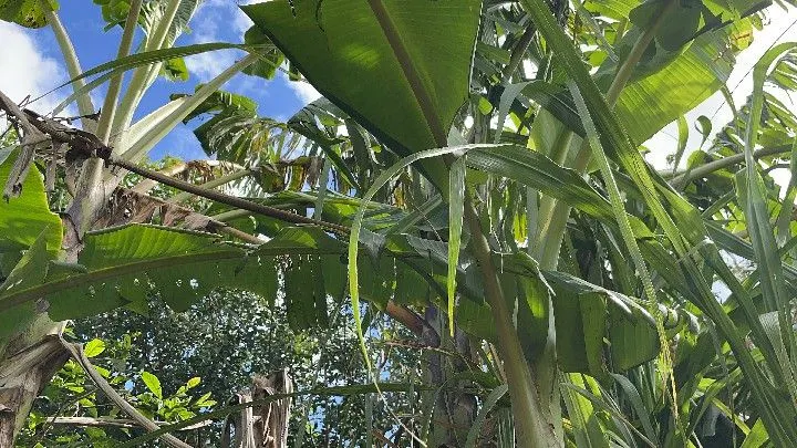 Chácara à venda de 1 ha em Santo Antônio da Patrulha, RS, Brasil