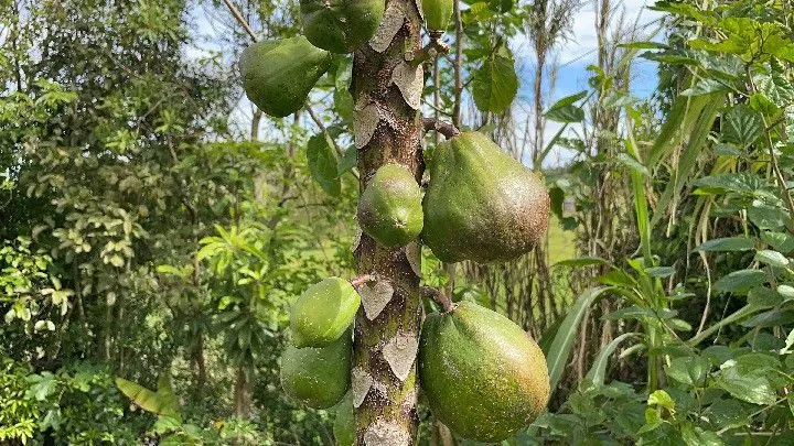 Chácara à venda de 1 ha em Santo Antônio da Patrulha, RS, Brasil
