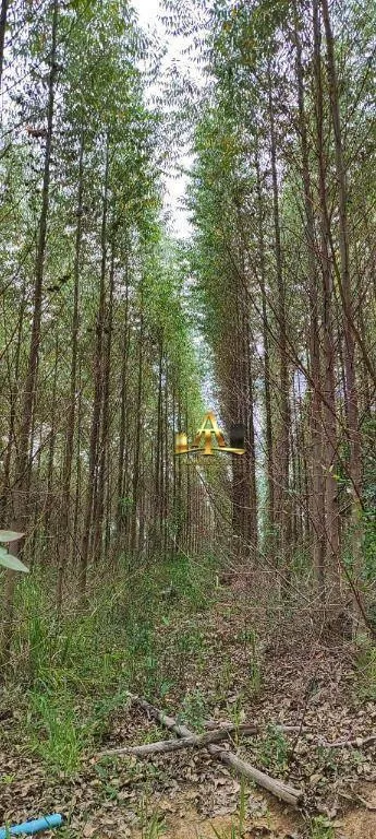 Fazenda à venda de 182 ha em Itapetininga, SP, Brasil