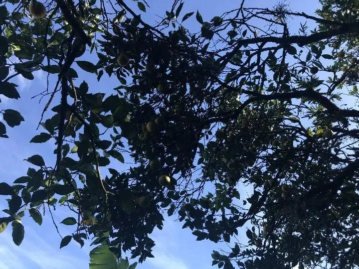 Sítio à venda de 2 ha em Santo Antônio da Patrulha, RS, Brasil