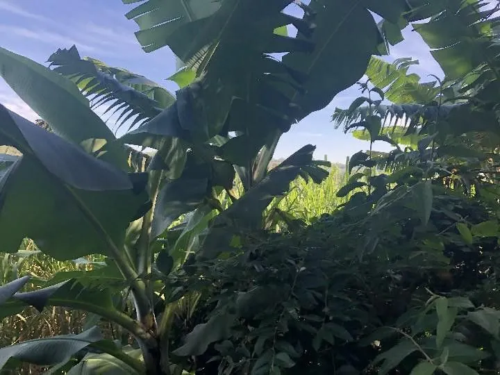 Sítio à venda de 2 ha em Santo Antônio da Patrulha, RS, Brasil
