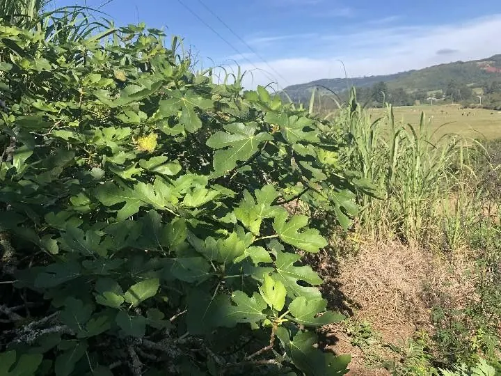 Sítio à venda de 2 ha em Santo Antônio da Patrulha, RS, Brasil