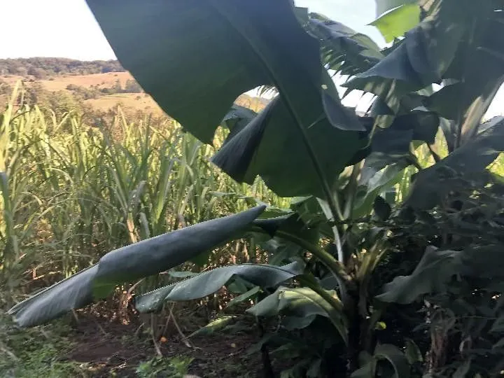 Sítio à venda de 2 ha em Santo Antônio da Patrulha, RS, Brasil