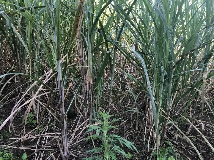Sítio à venda de 2 ha em Santo Antônio da Patrulha, RS, Brasil